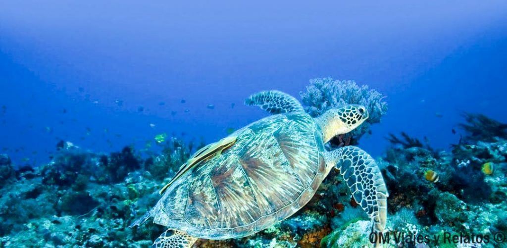 Tortuga marina nadando entre corales en las islas Gili, uno de los destinos más impresionantes de las mejores islas de Indonesia.