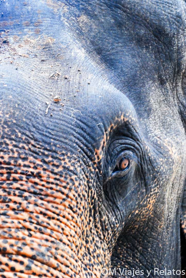 Santuario-elefantes-Tailandia