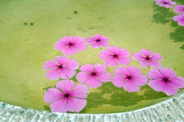 flores