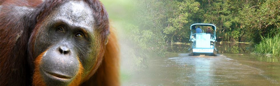 rimba – OM VIAJES Y RELATOS