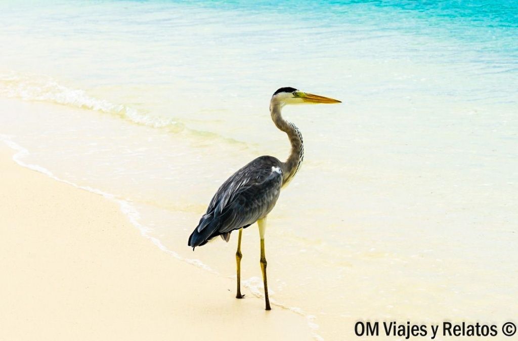 Garza caminando por una playa de arena blanca y aguas turquesas, una escena natural para inspirarse al viajar a Maldivas por libre.