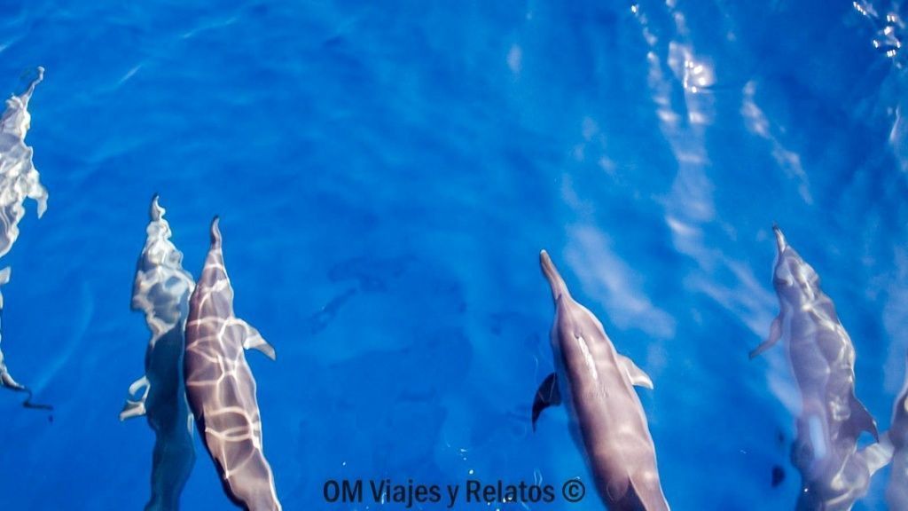 Delfines nadando en aguas cristalinas de Tenerife vistos desde arriba, una imagen ideal para inspirar que ver en Tenerife en una semana.