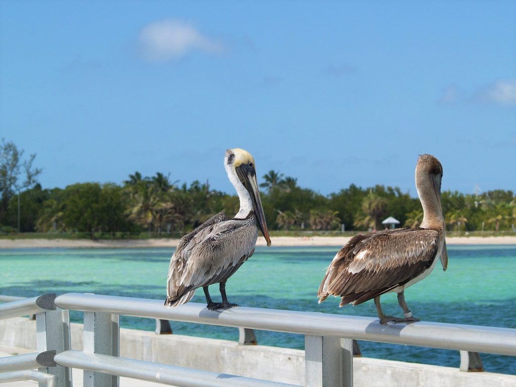 ruta-en-coche-por-los-Cayos-de-Florida