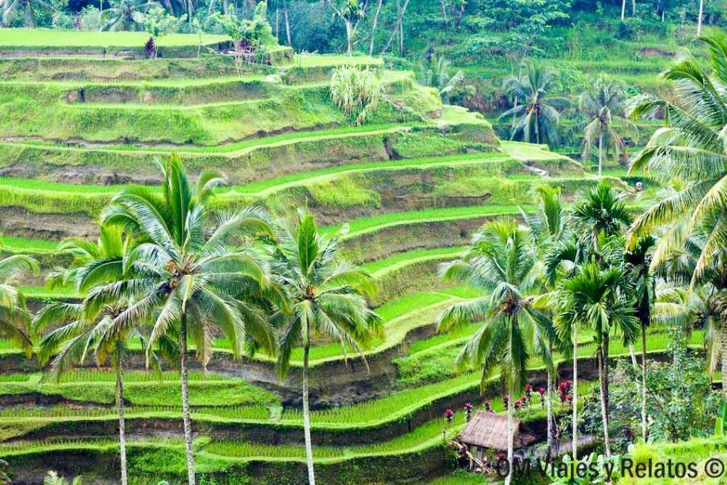 arrozales escalonados de Bali rodeados de palmeras, una visita imprescindible al planificar qué ver y hacer en Bali por zonas.