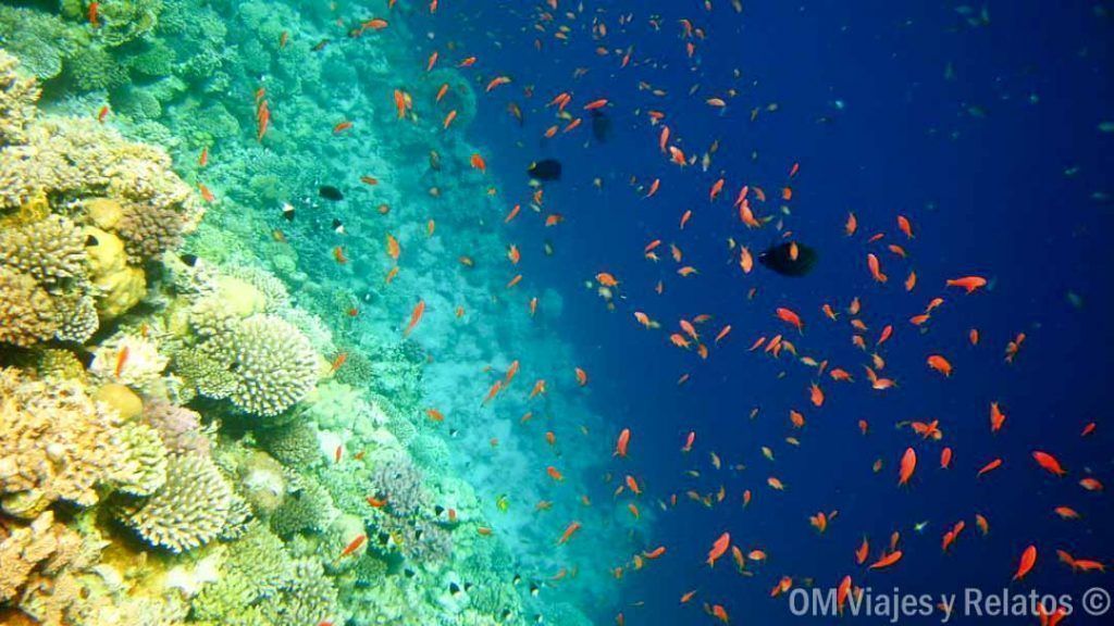 snorkel-Blue-Hole-Egipto