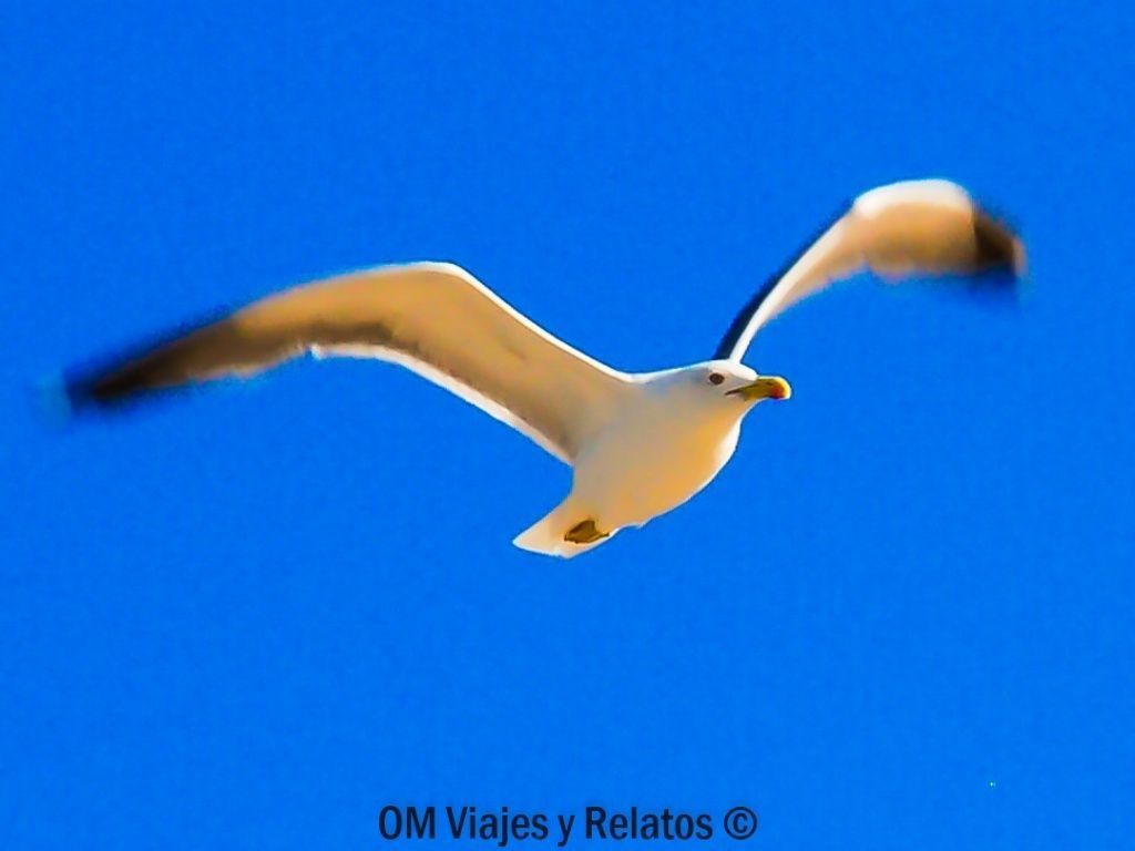 Gaviota volando sobre el cielo azul de las Islas Canarias, un símbolo de la naturaleza que acompaña algunas de las mejores playas de las Islas Canarias.