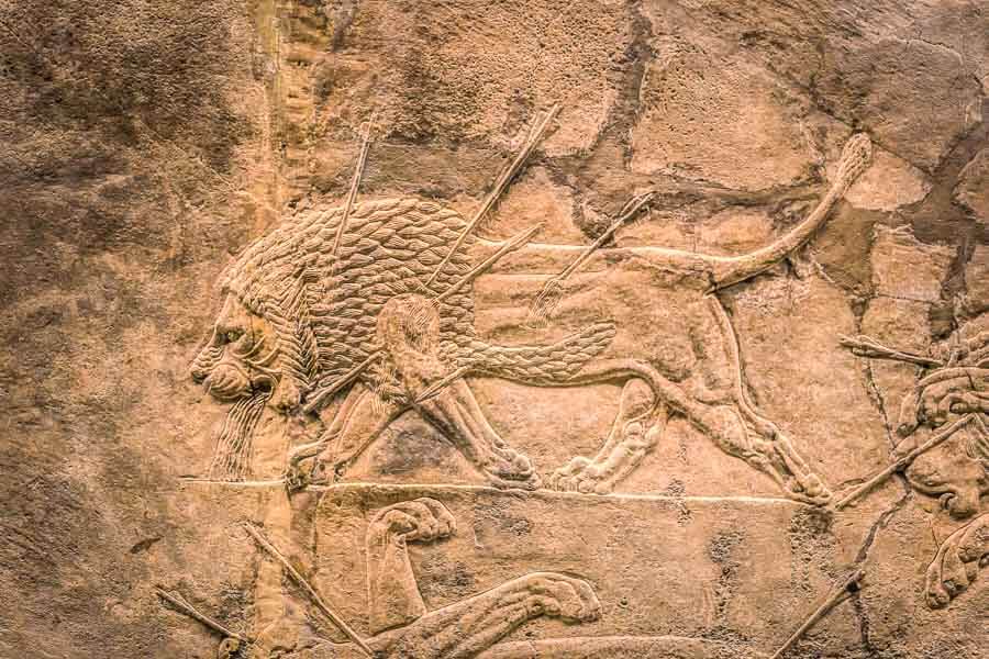 Relieve asirio de un león herido en el Museo Británico, una de las obras que ver en el museo britanico dentro de la colección de arte mesopotámico.
