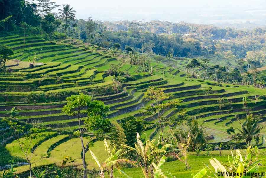 Arrozales en terrazas rodeados de vegetación tropical en la isla de Java, uno de los paisajes naturales más impresionantes que ver en Yogyakarta y alrededores.