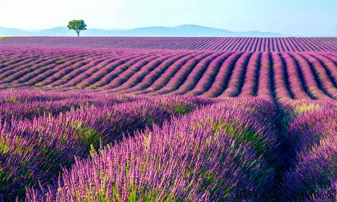 como visitar los campos de lavanda de Brihuega