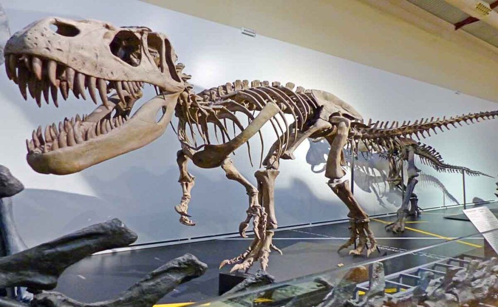 Esqueleto de un dinosaurio carnívoro de grandes dimensiones expuesto en el Museo Nacional de Ciencias Naturales de Madrid