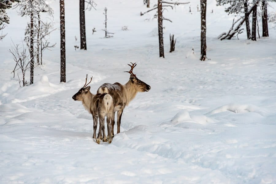 consejos-para-conducir-en-Finlandia-en-invierno