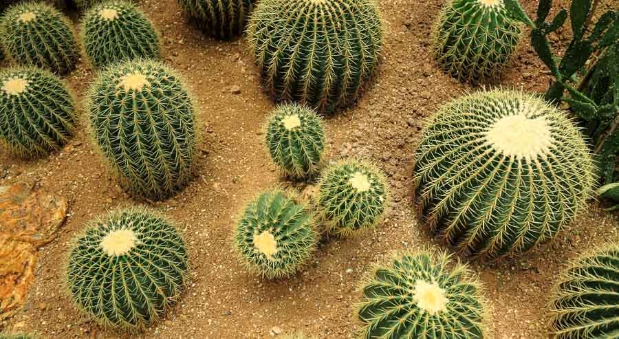 Cactus del Parque Botánico de Maspalomas, una visita diferente y curiosa que ver en Maspalomas.