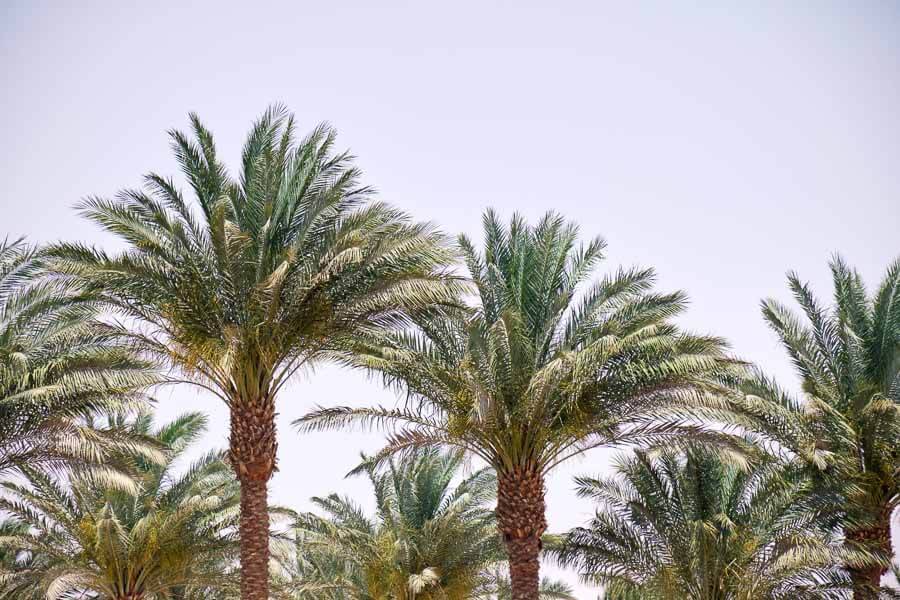 Palmeral del Oasis de Maspalomas, uno de los rincones naturales más bonitos que ver en Maspalomas.
