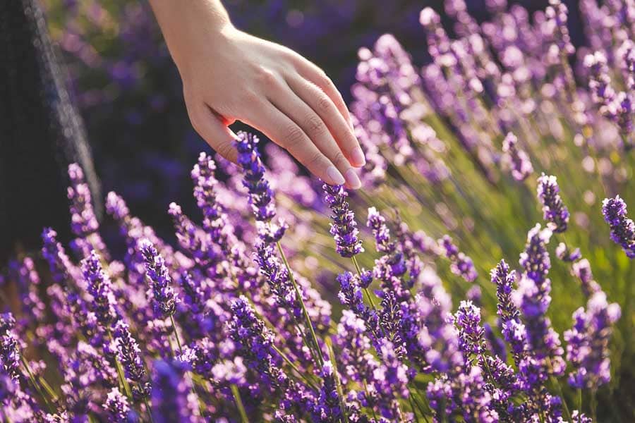 Mano rozando las flores en plena floración, una imagen sensorial de los campos de lavanda de Brihuega.