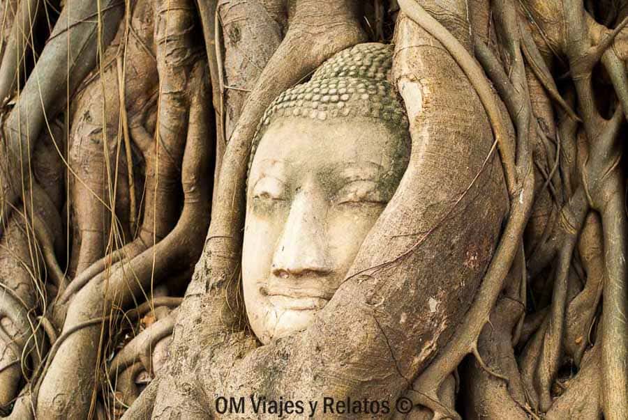 Buda-y-árbol-sagrado-Ayutthaya Famosa cabeza de Buda atrapada en raíces en Wat Mahathat, Ayutthaya en un día de excursión