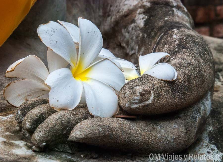 Ofrenda de flores en la mano de Buda de piedra en Ayutthaya en un día de viaje por Tailandia