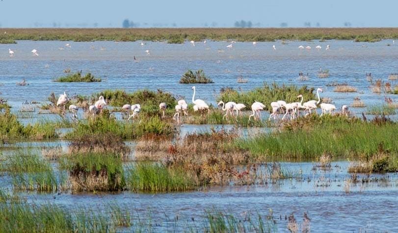 flamencos-en-Donana-mejores-epocas