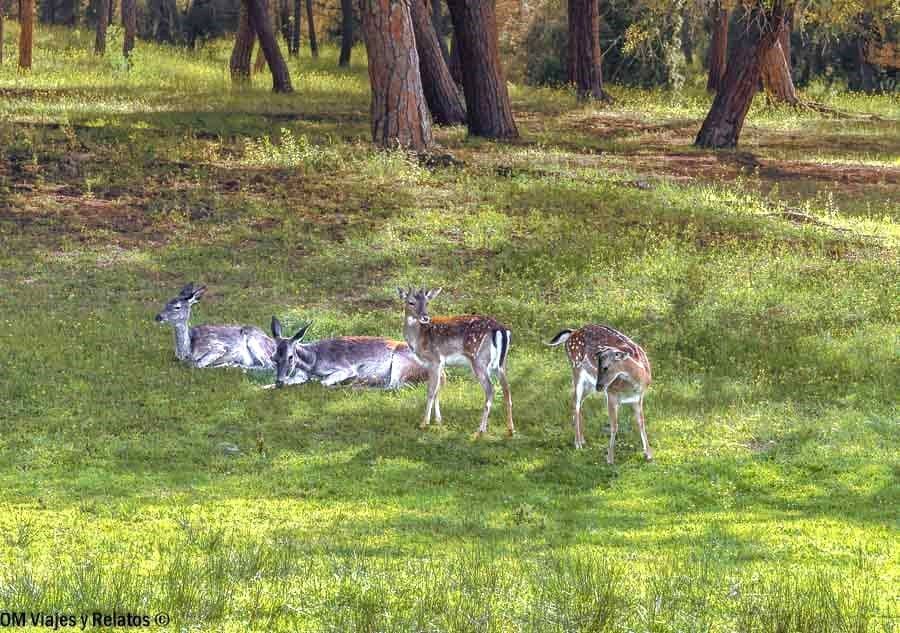 flora-y-fauna-Donana