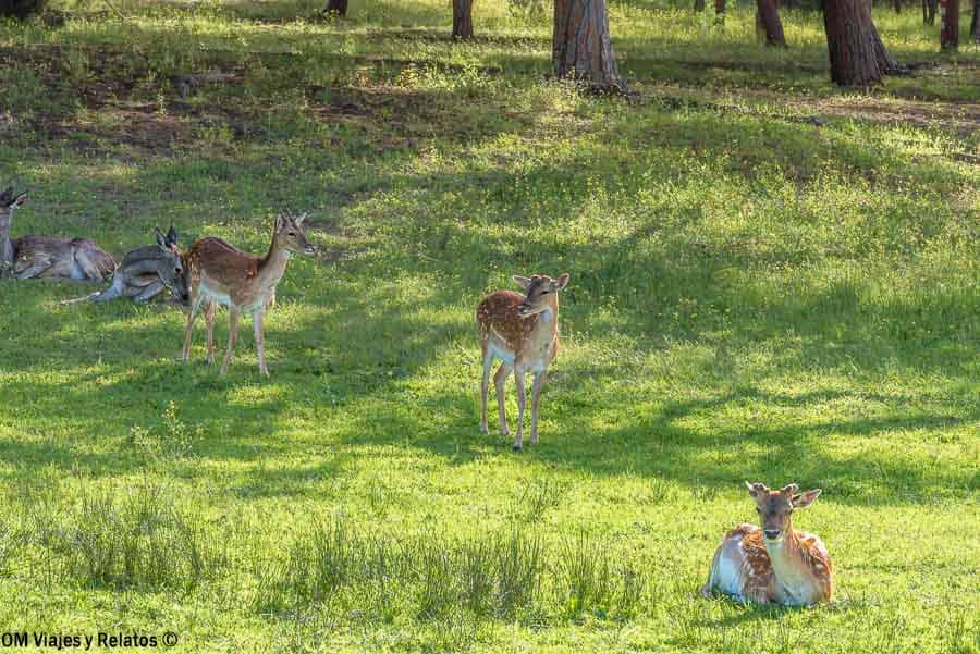 AVISTAMIENTOS-SENDERISMO-PARQUE-DONANA