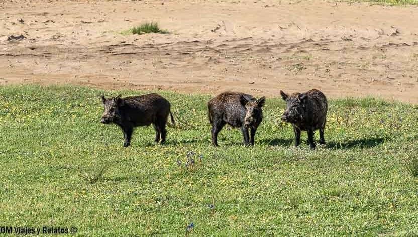 FAUNA-PARQUE-NACIONAL-DONANA