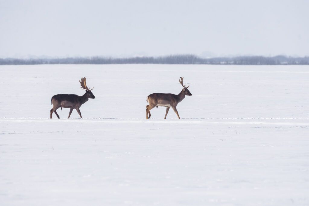 mejores-iglus-de-cristal-en-Finlandia