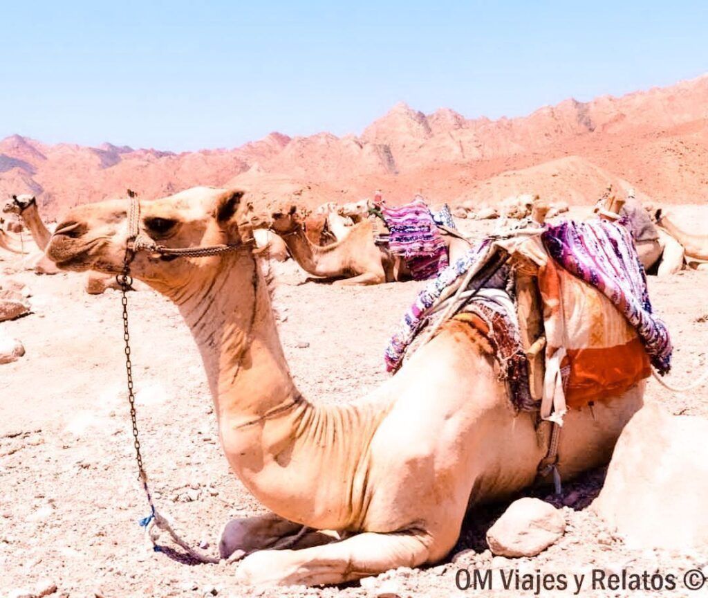 Safari-Blue-Hole-Egipto-tour-desde-Sharm-el-Sheij