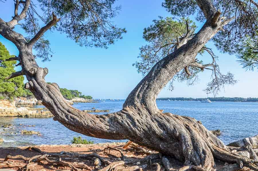 Paisaje natural con árbol inclinado frente al mar en la isla Île Sainte‑Marguerite, rincón imprescindible que ver en Cannes.