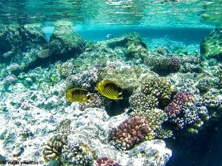 Snorkel en Ras Mohammad, Sharm el Sheikh