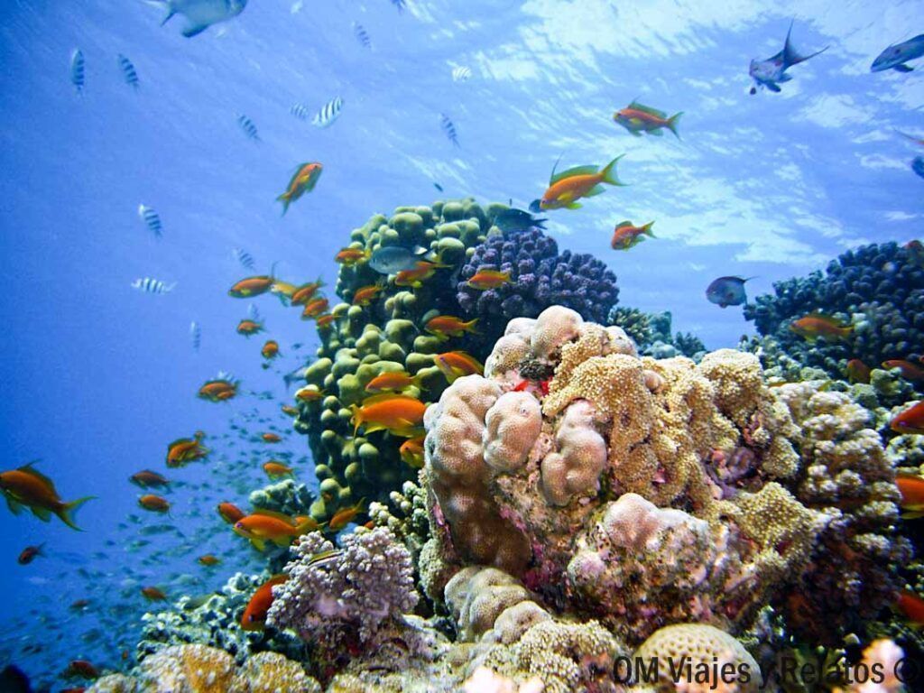 Buceo en el Mar Rojo de Sharm El Sheij