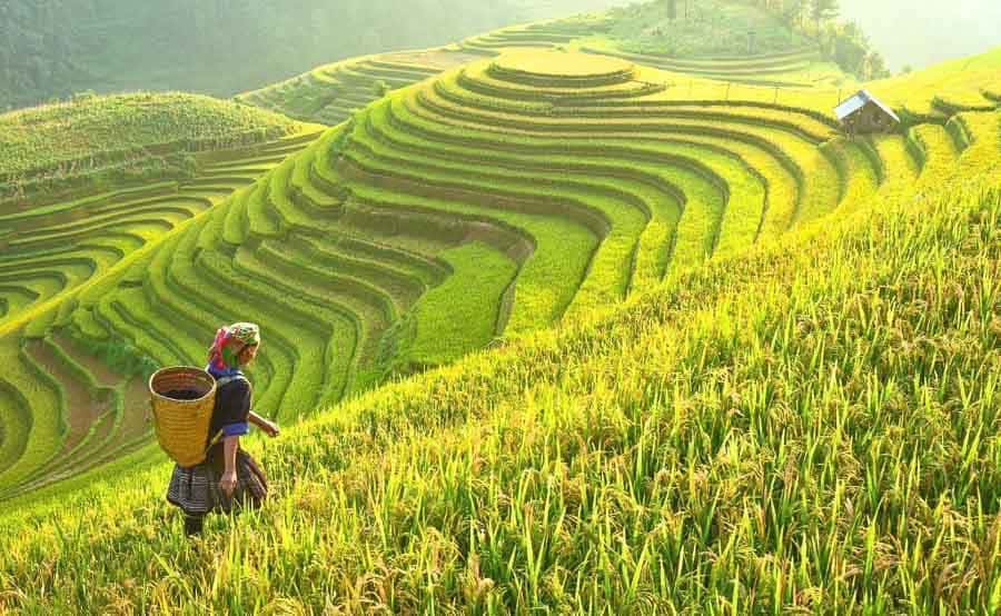 Terrazas de arroz en Vietnam con agricultora caminando al amanecer, paisaje rural entre los imprescindibles de Vietnam.