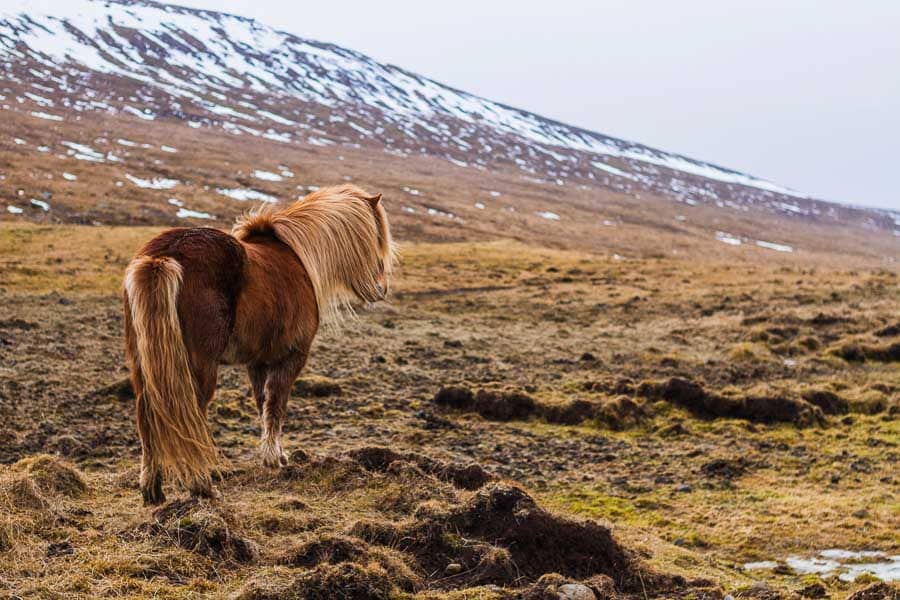 Caballo islandés pastando en un paisaje invernal de Islandia en febrero