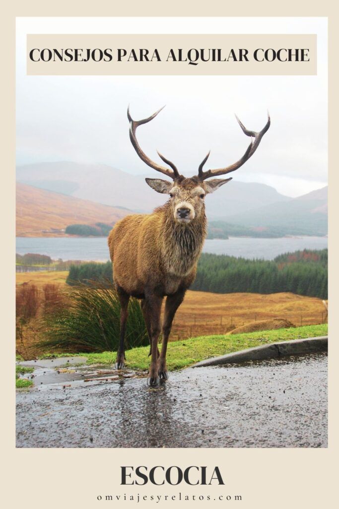 Guía de consejos para alquilar coche en Escocia y conducir: dónde alquilarlo, cómo son las carreteras, normas para conducir por la izquierda en #Escocia #conducir #cochealquiler #roadtrip #Escociaroadtrip #Highlands