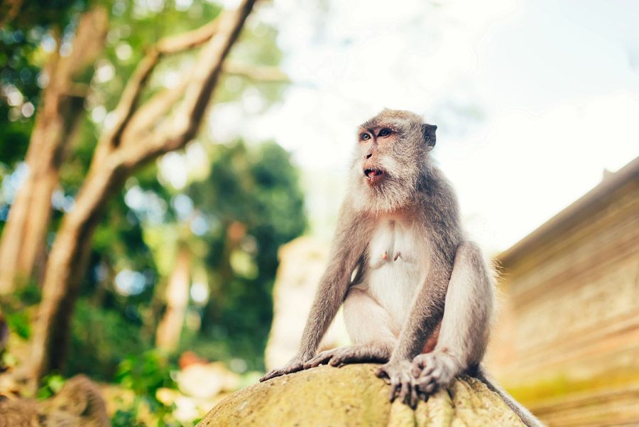 Mono sentado sobre una roca en los alrededores del Templo del tigre Tailandia.