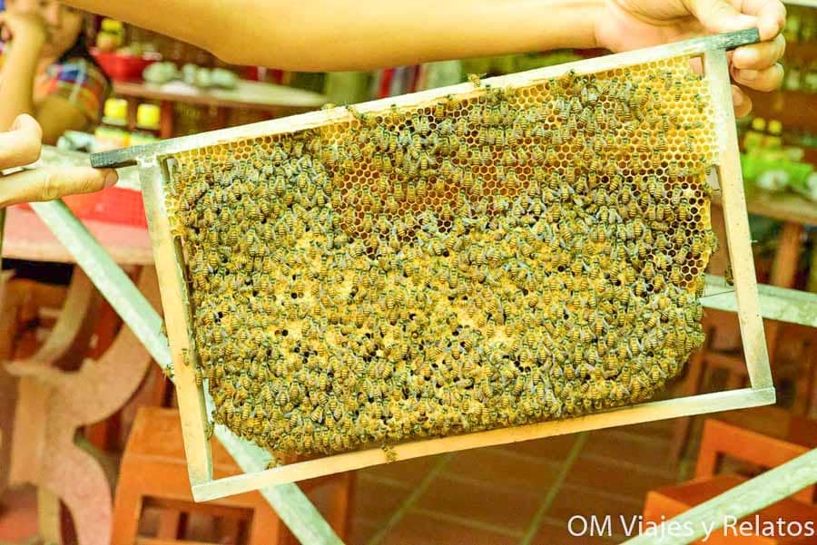 Delta del Mekong Vietnam: panal de abejas con miel en marco de apicultura tradicional durante una visita local.