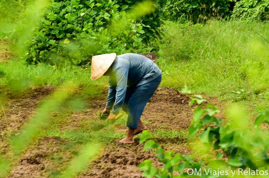 Delta del Mekong Vietnam: campesino con sombrero cónico trabajando la tierra en un campo rural rodeado de vegetación.