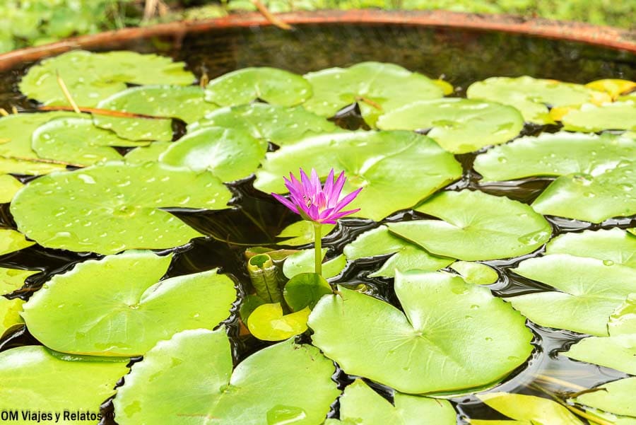 Delta del Mekong Vietnam: nenúfares verdes sobre el agua con una flor de loto morada en primer plano.