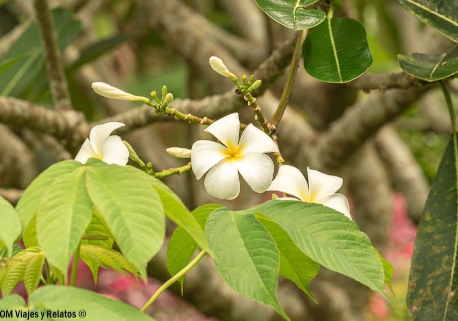 Flores blancas de frangipani (plumeria) entre hojas verdes en el Delta del Mekong, Vietnam.