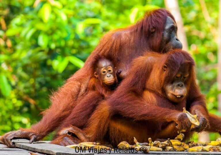 D nde Ver ORANGUTANES En BORNEO Indonesia Mi Experiencia d-nde-ver-orangutanes-en-borneo-indonesia-mi-experiencia