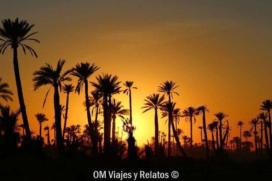 Atardecer entre palmeras en Marrakech, una imagen mágica para inspirar qué ver en Marrakech en 4 días.