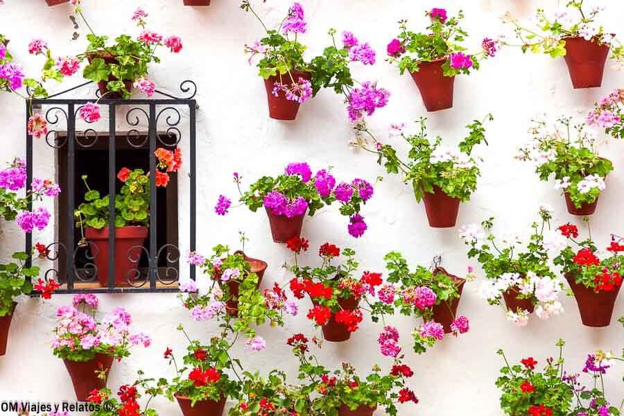 Macetas con geranios de colores en una pared blanca de un patio cordobés, imprescindible en que ver en Córdoba en un dia.