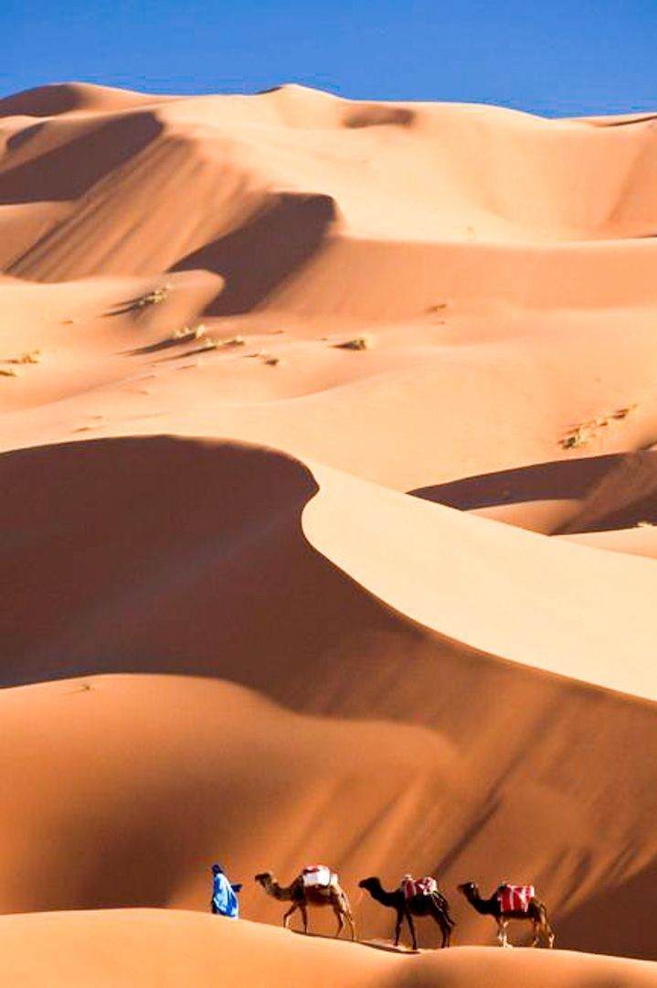 Caravana de camellos cruzando dunas del desierto al atardecer, experiencia top en una ruta por Marruecos en coche.