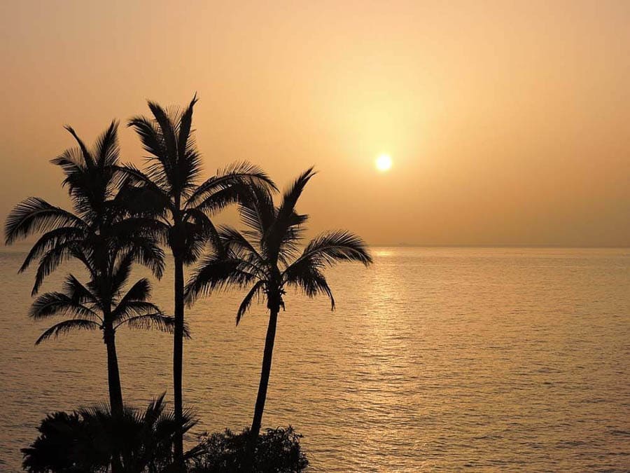 Atardecer con palmeras frente al mar en Tenerife, una imagen ideal para inspirarte sobre donde alojarse en Tenerife.