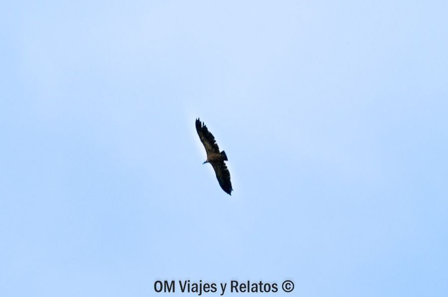 Ave rapaz sobrevolando el Cañón del Río Lobos en Soria, una imagen salvaje para descubrir rutas en Castilla y León.