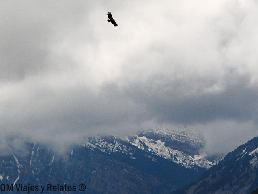 Ave planeando sobre montañas nevadas entre nubes, una escena salvaje de que ver en Ordesa y Monte Perdido.