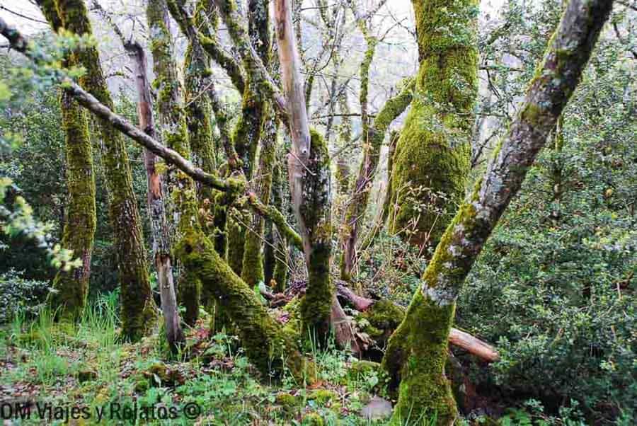 Bosque de árboles cubiertos de musgo, una escena natural de que ver en Ordesa y Monte Perdido.