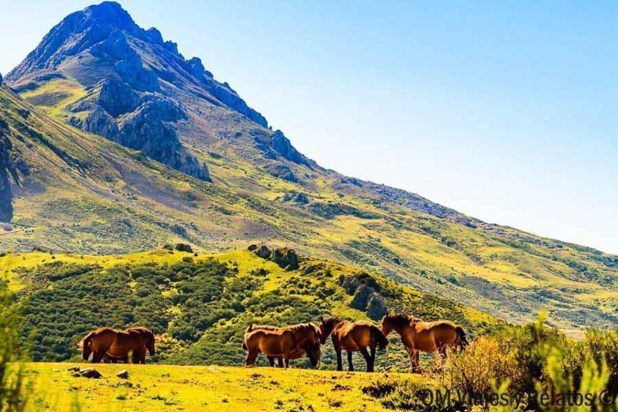 Caballos pastando en Babia con una montaña al fondo, una imagen auténtica para descubrir rutas en Castilla y León.