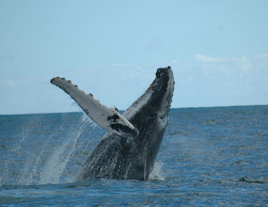 Ballena jorobada saltando frente a la costa, una experiencia increíble cerca de las playas de Samana.