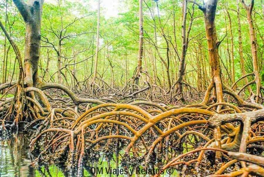 Raíces de manglar en el Parque Nacional Los Haitises, una excursión top para complementar tu ruta por las playas de Samana.
