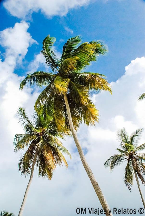 Palmeras altas bajo un cielo azul, una imagen típica del paisaje en las playas de Samaná.