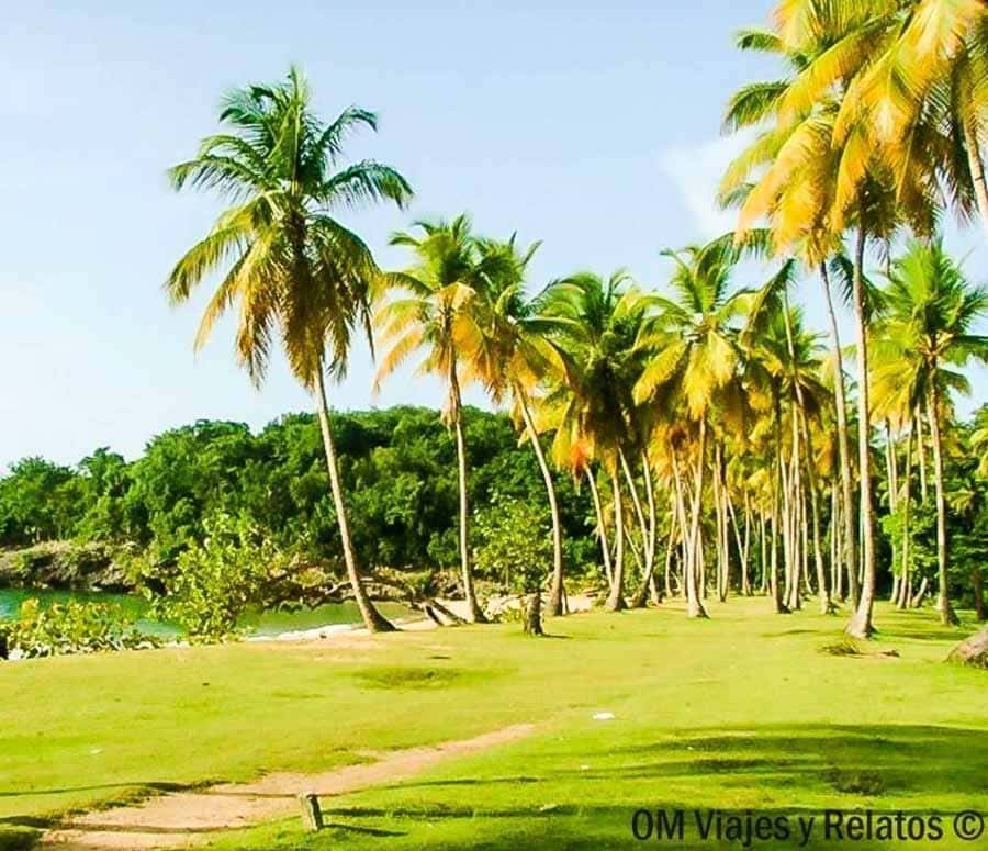 Palmeras y vegetación junto a la orilla en Playa Morón, una de las playas de Samaná más tranquilas y naturales.
